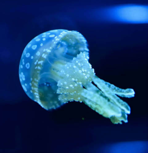 spotted lagoon jellyfish