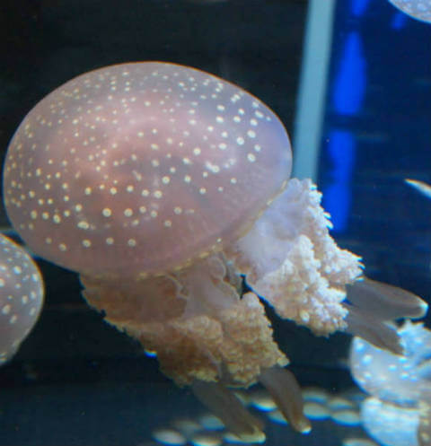 spotted lagoon jellyfish