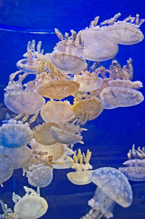 spotted lagoon jellyfish