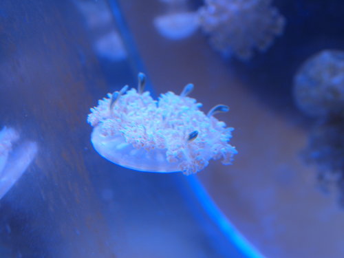 upsidedown-jellyfish2