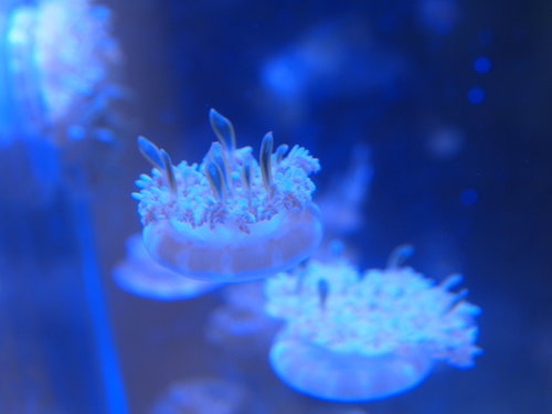 upsidedown-jellyfish3