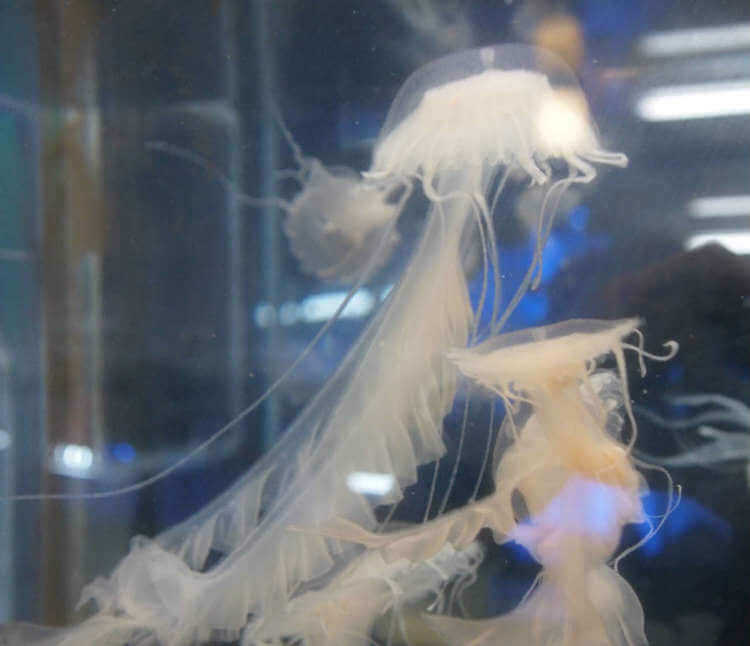 amakusa-jellyfish2